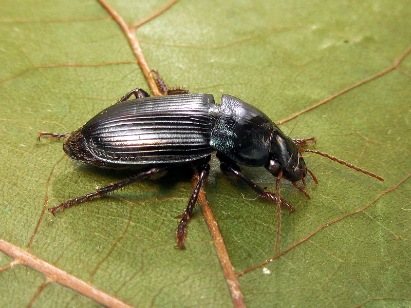 Carabidae: Harpalus dimidiatus